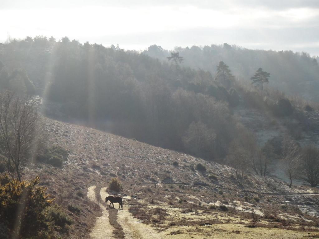 The Old Cook'S House Villa Hindhead Værelse billede